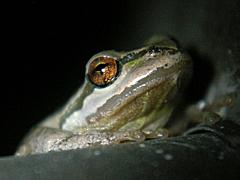 Pacific Treefrog